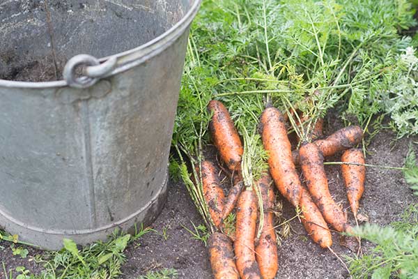 Økologiske gulerødder fra køkkenhaven