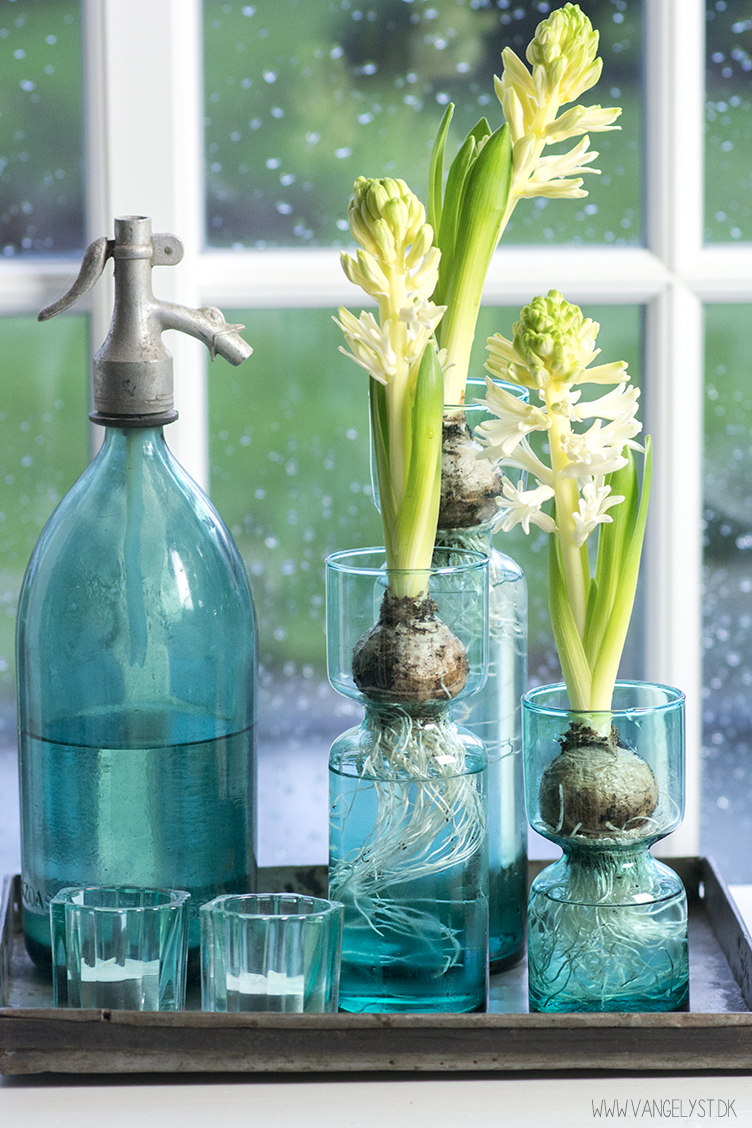 turkis stilleben hyacinter sifonflaske
