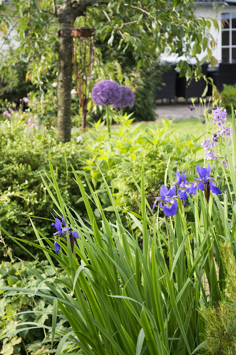 lilla bed blå iris