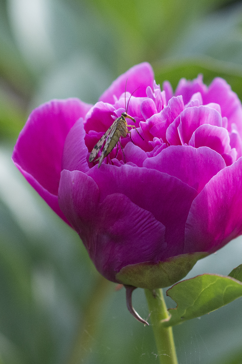 pink pæon insekt