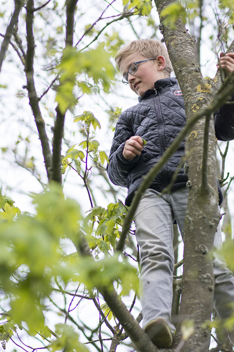 Karl klatrer i træer - www.vangelyst.dk