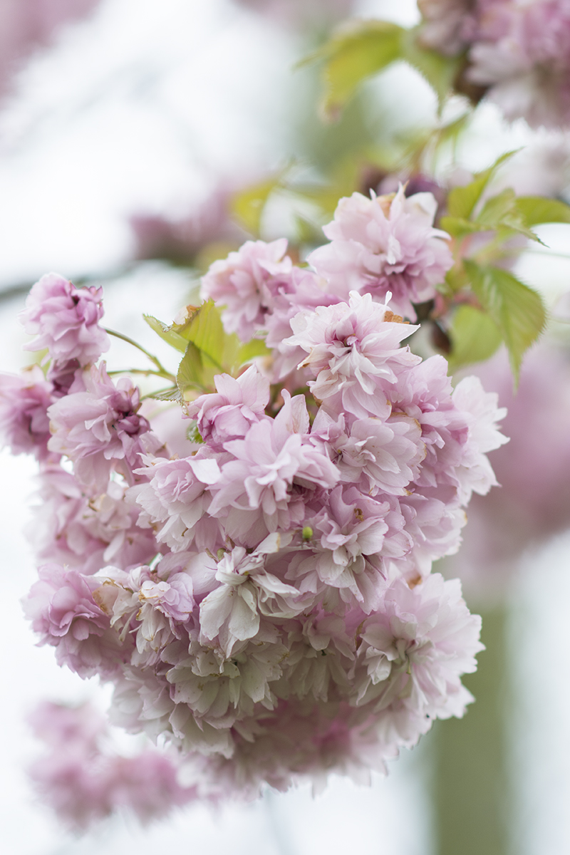 japansk kirsebær blomster - www.vangelyst.dk