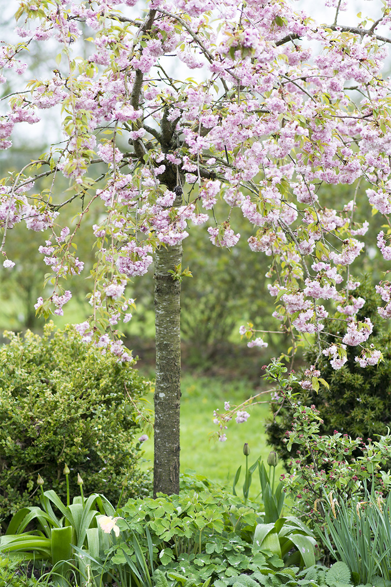 japansk kirsebærtræ - www.vangelyst.dk