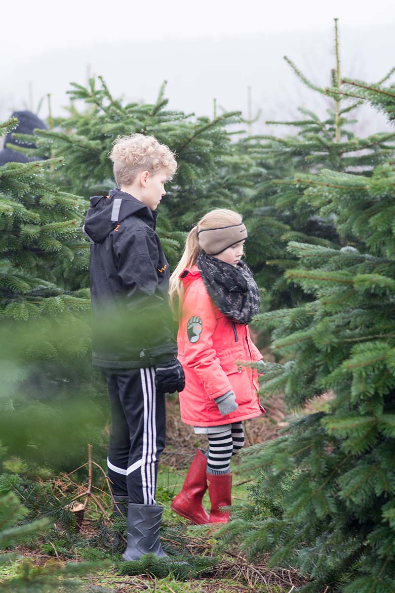 Alma og Max finder juletræ 2015 - www.vangelyst.dk