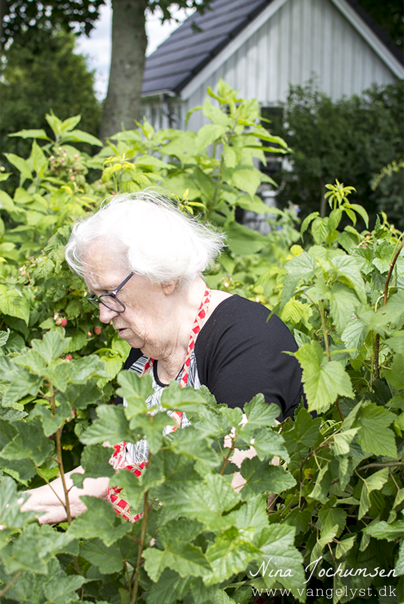 Farmor plukker hindbær 2016 - www.vangelyst.dk