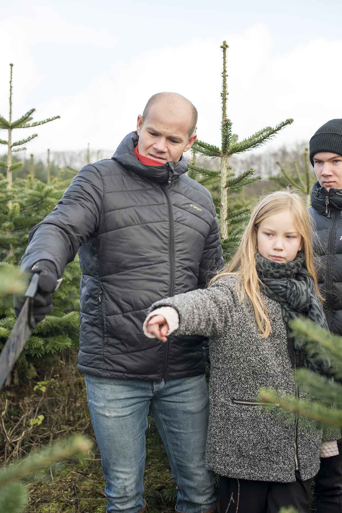 Fæld selv juletræer - www.vangelyst.dk