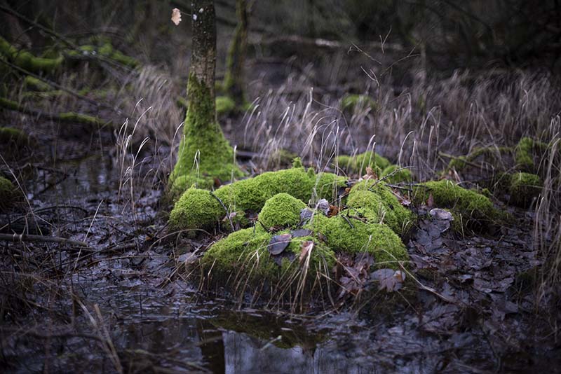 Mos og natur - www.vangelyst.dk