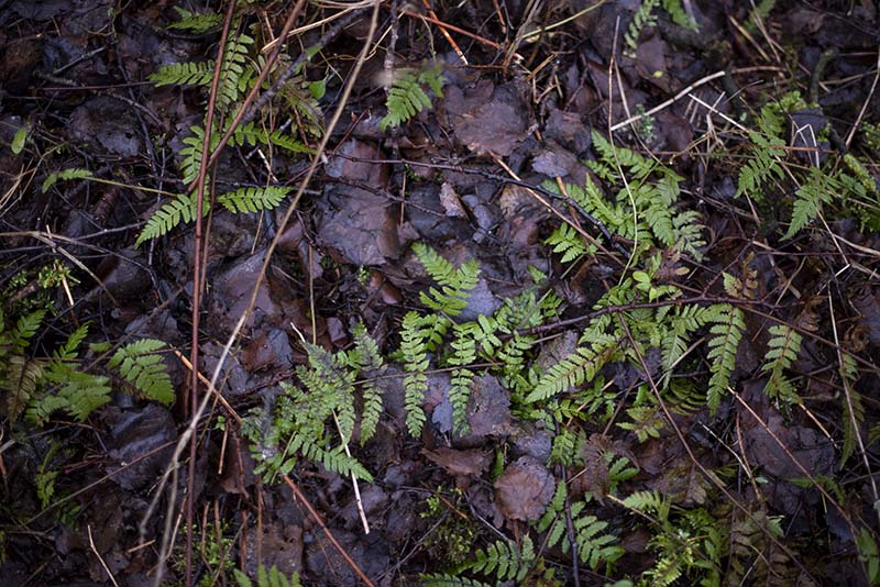 Detaljer fra skovbunden - www.vangelyst.dk