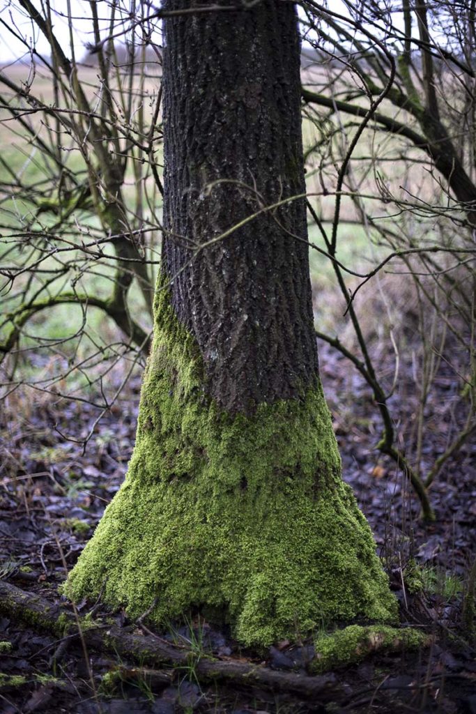 Naturens egen kunst - www.vangelyst.dk